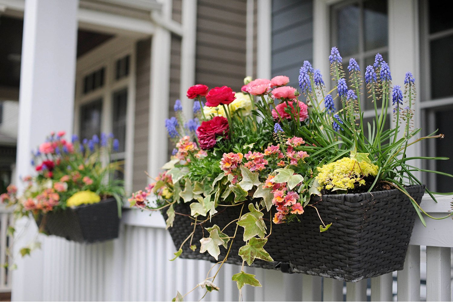 hanging-flower-baskets-on-a-front-porch-railing Hanging Flower Baskets on a Front Porch Railing