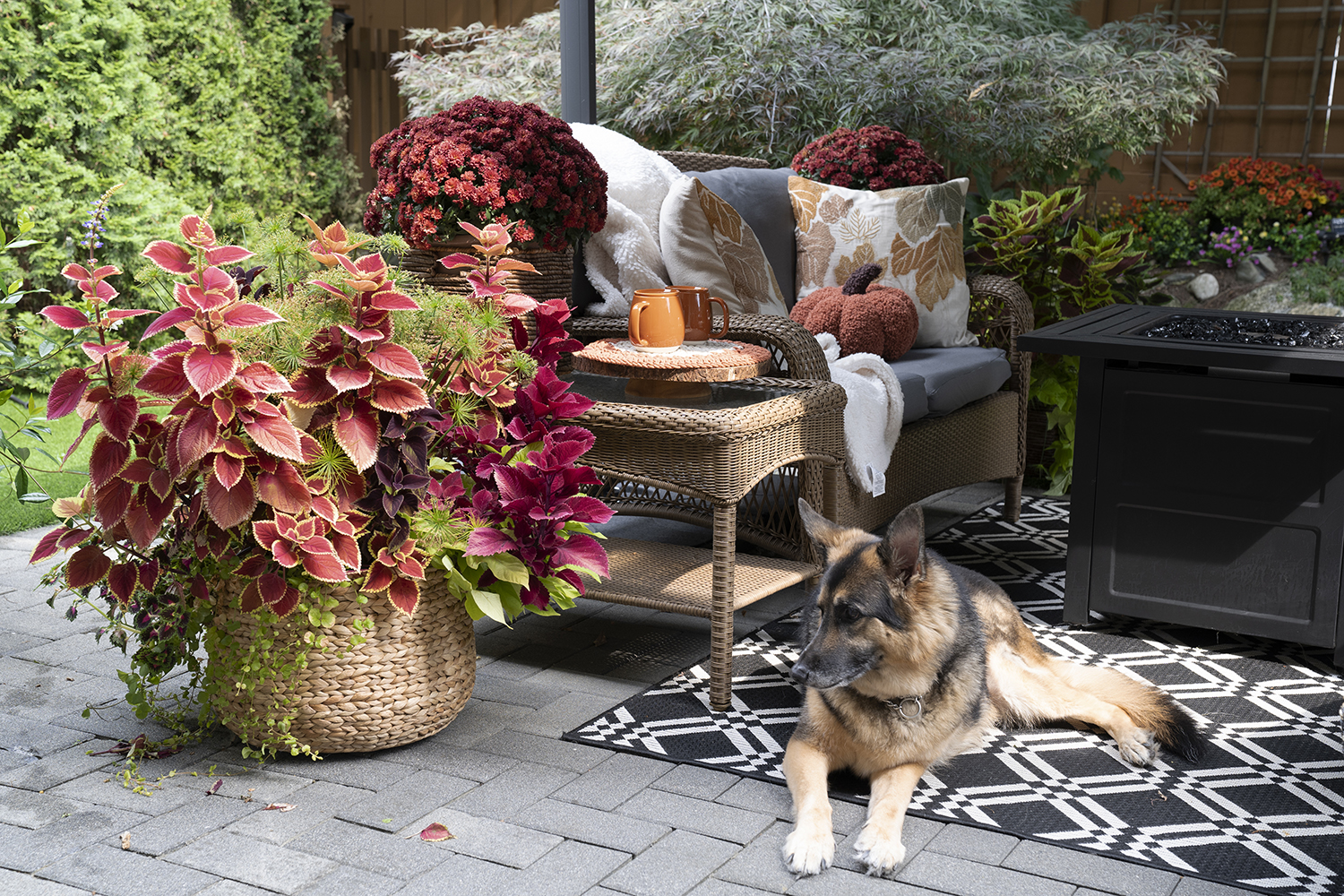 Fall Aesthetic in the Backyard